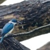 Lednacek promenlivy - Todiramphus chloris - Collared Kingfisher o2340